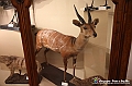 VBS_0903 - Riapre il Museo di Scienze Naturali dopo dieci anni di chiusura